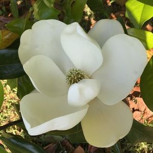 Good stuff, previously loved